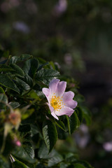 Pink rose on the garden. Full bloom white and pink.