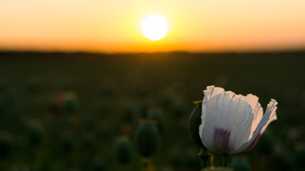 Sunset bokeh and illuminated bloom of white poppy.
