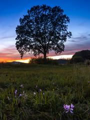 Dark silhouette of massive isolated tree and in front of him is soft shining pink blooms by crocus (saffron)	