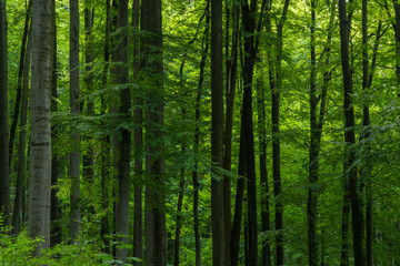 Clearly green leaves on the trees in the forest. Whole  clearly green background.