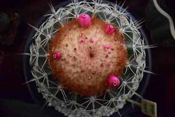 Cactus y Suculentas
