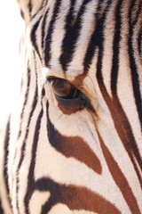 Zebra 1870