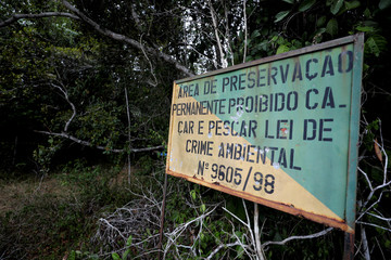 centenary tree in private reserve