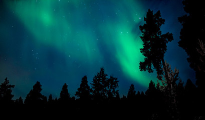 night landscape with trees and moon