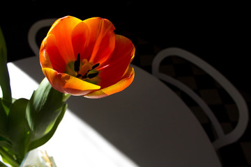 red orange tulip fresh spring flower bouquet into sunny day light on white home table background 
