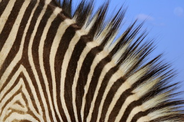 Fototapeta na wymiar Zebra Mähne 3936