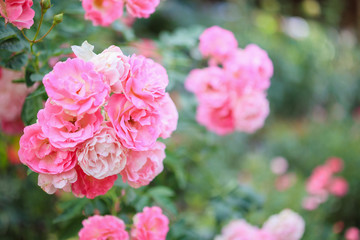 Beautiful pink roses flower in the garden