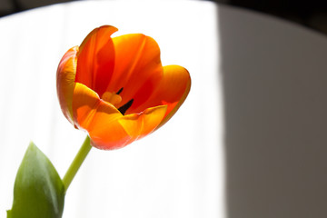 Fototapeta premium One orange tulip flower into sun light on minimal white and black background
