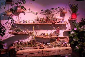 Image of designed wall decorated with plants and figures of dinosaurs