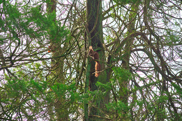 squirrel
