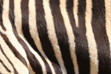 Fototapeta na wymiar Zebra Stripes Pattern color