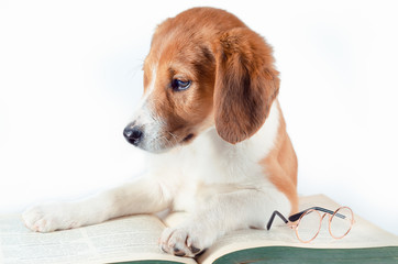 white-red-haired puppy with long ears lays a large paper book