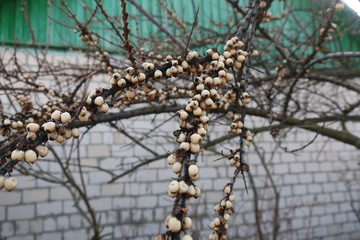  brown twig with white berries on a white house background