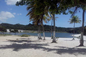 beach with palm trees