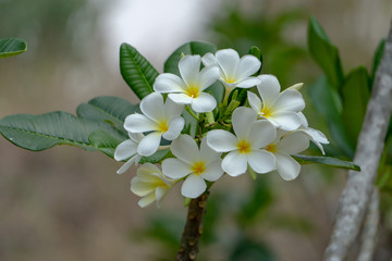 White Plumeria flowers on the tree.