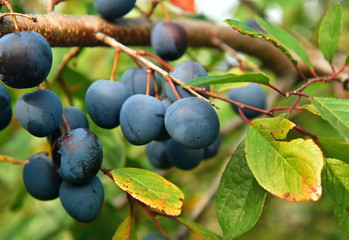 Wild plums hang on the branches of huge clouds and sweet fruits