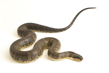 Common puff-faced water snake (Homalopsis buccata), banded water snake, or banded puff-faced water...