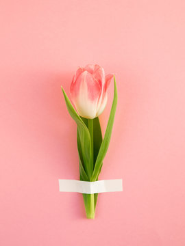 Tulip Flower Taped To Bright Pink Wall Background