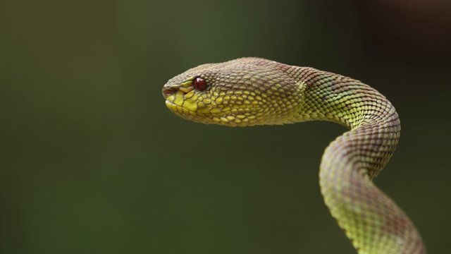Mangrove Pit Viper is a venomous pit viper species native to India, Bangladesh and Southeast Asia.