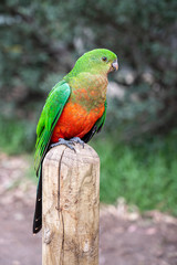  Australian King Parrot, Alisterus scapularis, perched on a fence post, Kennett River, Victoria, Australia
