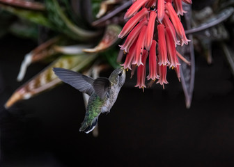 Black-chinned Hummingbird (archilochus alexandri) Feeding on Aloe Vera Plant