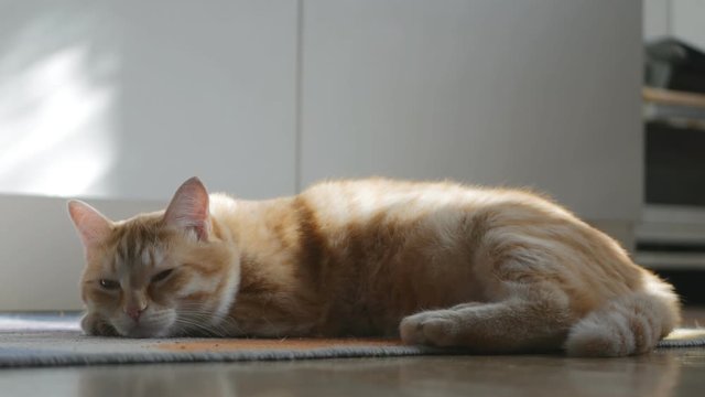 On the rug in the room is a beautiful red cat. He just rests without any worries
