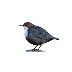 White-throated Dipper (Cinclus cinclus) isolated on white background. 