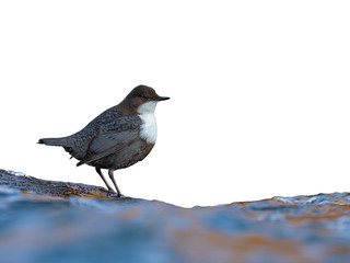 White-throated Dipper (Cinclus cinclus) isolated on white background. 