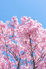 新横浜公園の桜
