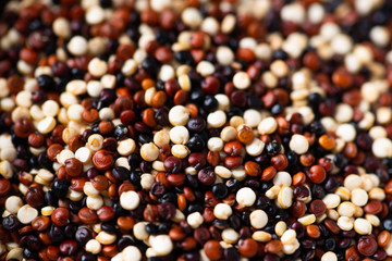 Set of quinoa Red, white and brown quinoa.