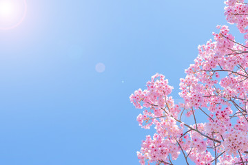 新横浜公園の桜
