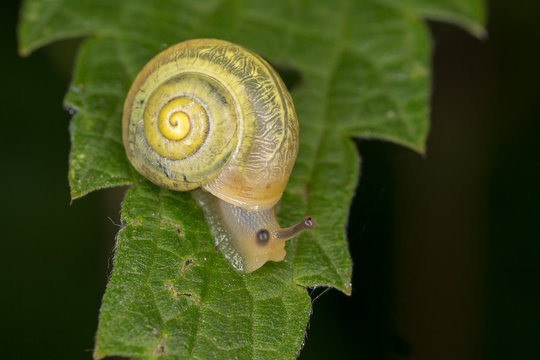 Helicoidea Bilder Durchsuchen 180 Archivfotos, und