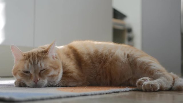 Red cat on the rug in the room, he is very sleepy. He fell asleep , but opened his eyes when he heard something