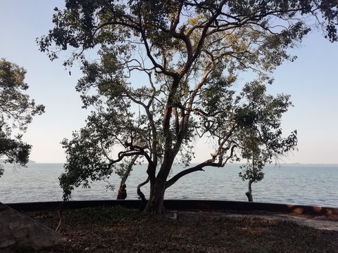 Dark beauty of nature tree with lake