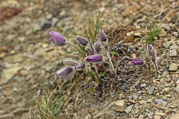 Gewöhnliche Küchenschellen (Pulsatilla vulgaris) im Nationalpark Kellerwald.