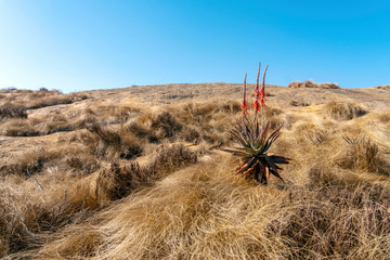 Blooming Red Aloe Vera on beautiful landscape of Eswatini,