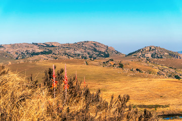 Blooming Red Aloe Vera on beautiful landscape of Eswatini,