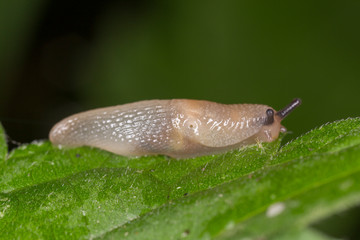 Snail close-up on a green leaf. Snail close up in nature among green leaves