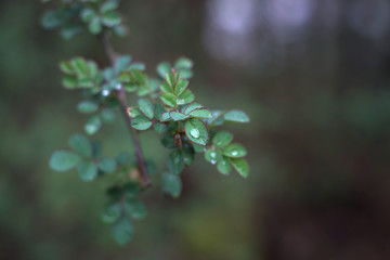Close up of first leaves of spring, green with red edges, with water droplets on them and background bokeh out of focus