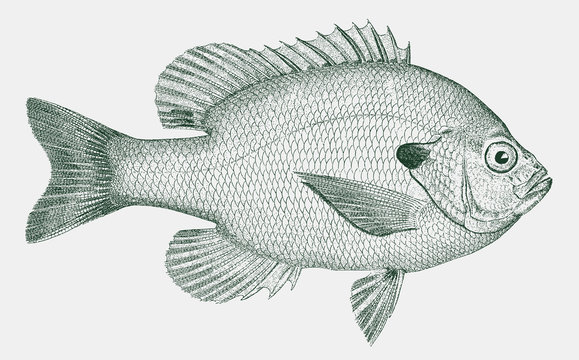 Bluegill lepomis macrochirus, freshwater fish native in streams, rivers, lakes and ponds of North America