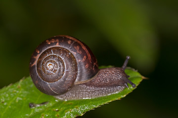 Arianta arbustorum is a medium-sized species of land snail, a terrestrial pulmonate gastropod mollusk in the family Helicidae.