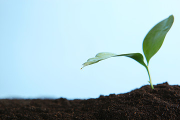 new sprout and earth. Earth day concept.