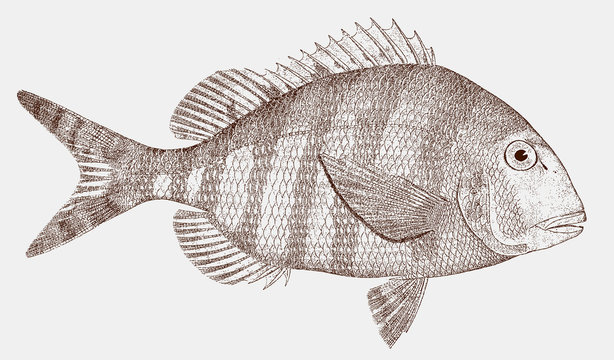 Sheepshead porgy, calamus penna, a fish from the atlantic ocean in side view