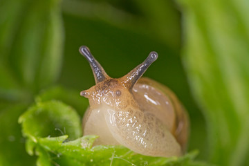 Snail close-up on a green leaf. Snail close up in nature among green leaves