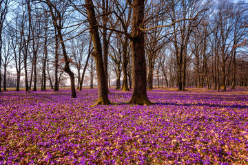 Beautiful oak forest with a carpet of wild purple crocus or saffron flowers and blue sky with clouds, amazing landscape, early spring in Europe