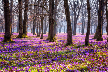 Sunny flowering forest with a carpet of wild violet crocus or saffron flowers, amazing landscape, early spring in Europe