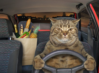 The beige cat with a box of groceries is driving a red car on the highway at night.