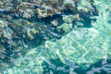 Fototapeta na wymiar 青く澄んだ海の表面　魚の群れ