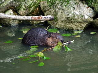 North American beaver (Castor canadensis), Der Kanadische Biber oder Amerikanische Biber or Kanadski bober - Zoo Ljubljana (Živalski vrt Ljubljana), Slovenia (Slovenija) © Mario
