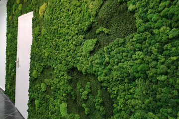 green interior decorative moss on the wall in the office